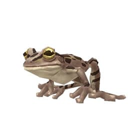 Wood Frog