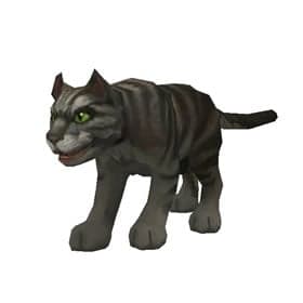 Black Tabby Cat