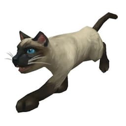 Siamese Cat